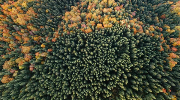 Geweldig Uitzicht Vanuit Lucht Kleurrijke Herfstbomen Bos Bergen Drone Schot — Stockfoto