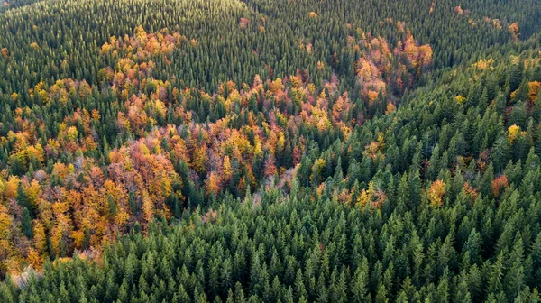 Amazing Aerial View Colorful Autumn Trees Forest Mountaines Drone Shot — Fotografia de Stock