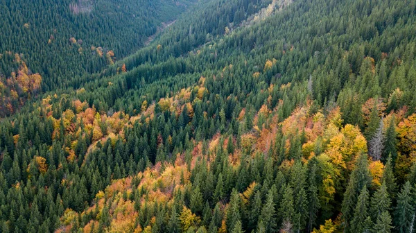 Amazing Aerial View Colorful Autumn Trees Forest Mountaines Drone Shot — Zdjęcie stockowe