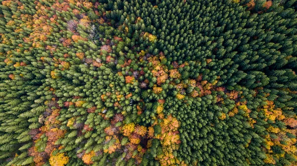 Amazing Aerial View Colorful Autumn Trees Forest Mountaines Drone Shot — Zdjęcie stockowe