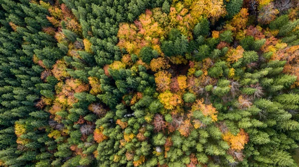 Dağlardaki renkli sonbahar ağaçlarının (orman) muhteşem hava manzarası. İHA atışı.