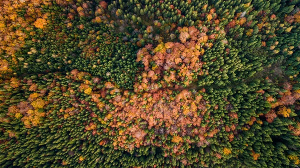 Dağlardaki renkli sonbahar ağaçlarının (orman) muhteşem hava manzarası. İHA atışı.