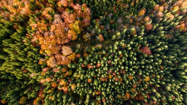 Amazing Aerial View Colorful Autumn Trees Forest Mountaines Drone Shot — Stock Photo, Image