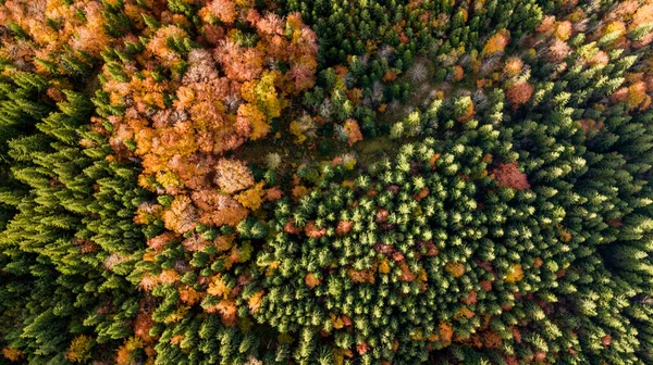 Amazing Aerial View Colorful Autumn Trees Forest Mountaines Drone Shot — Zdjęcie stockowe