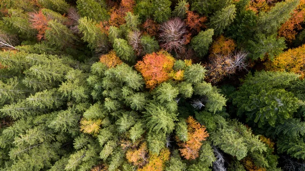 Erstaunliche Luftaufnahme Von Bunten Herbstbäumen Wald Den Bergen Drohnenschuss Stockfoto