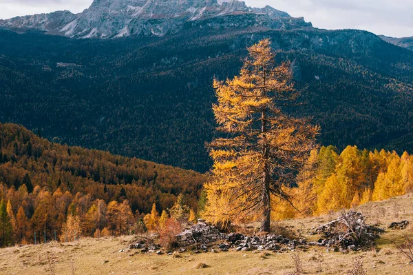 Bellissimo Autunno Dorato Montagna Sfondo Naturale Dolomiti Alpi Italia Paesaggio — Foto Stock