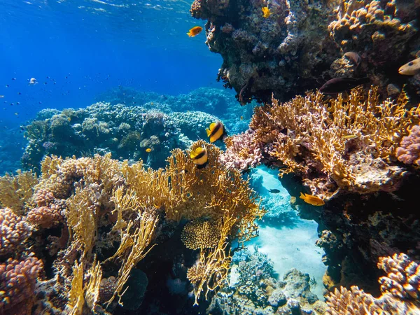 Színes Korallok Egzotikus Halak Vörös Tenger Fenekén Gyönyörű Természetes Nyár — Stock Fotó