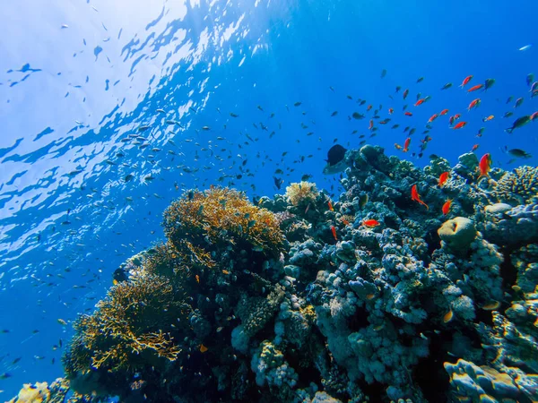 Bunte Korallen Und Exotische Fische Grund Des Roten Meeres Schöne — Stockfoto
