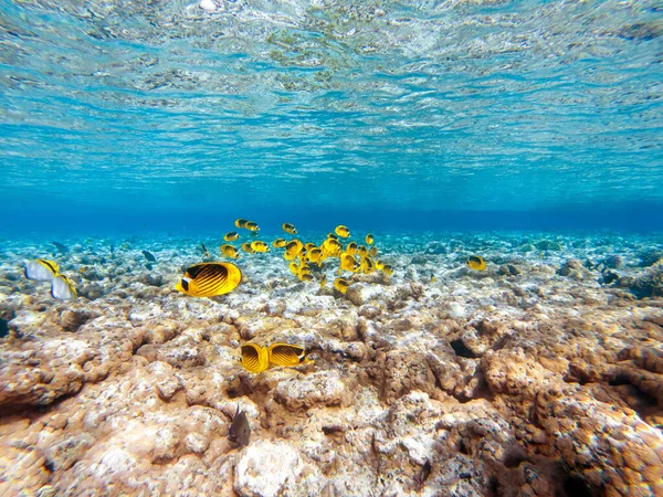 Coloridos Corales Peces Exóticos Fondo Del Mar Rojo Hermoso Fondo —  Fotos de Stock