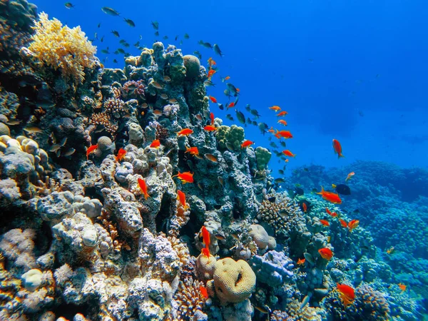 紅海の底のカラフルなサンゴとエキゾチックな魚です 美しい自然夏の背景 ストックフォト