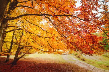 Güzel altın orman. Renkli yapraklar ve ağaçlar. Sonbahar manzarası