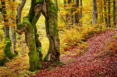 Güzel altın orman. Renkli yapraklar ve ağaçlar. Sonbahar manzarası