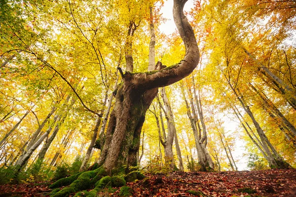 Bela Floresta Dourada Folhas Coloridas Árvores Autmn Paisagem — Fotografia de Stock