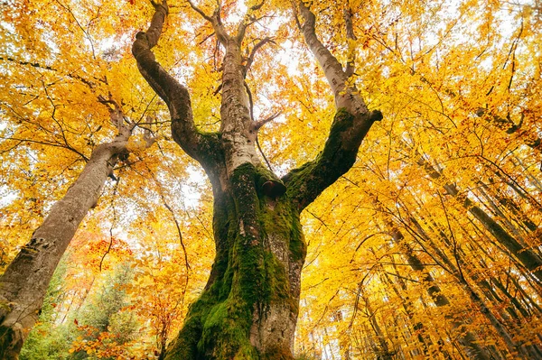 Nádherný Zlatý Les Pestrobarevné Listy Stromy Autentická Krajina — Stock fotografie