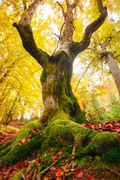 Bela Floresta Dourada Folhas Coloridas Árvores Autmn Paisagem — Fotografia de Stock