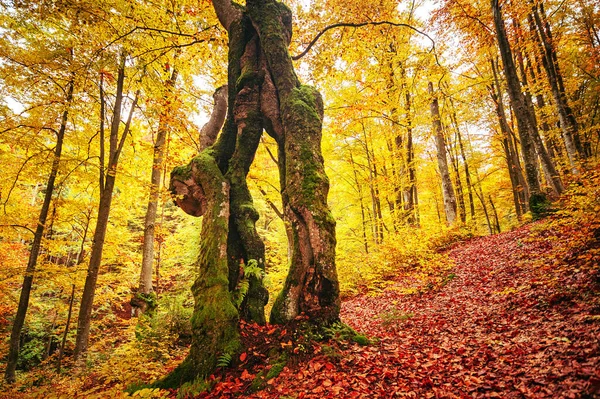 Schöner Goldener Wald Bunte Blätter Und Bäume Autmn Landschaft — Stockfoto