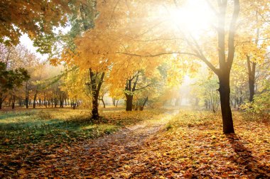 sonbahar aylarında güneşli orman, doğal arka plan