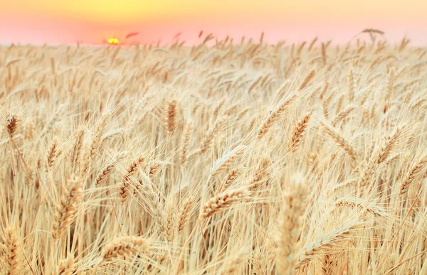 Closeup gouden tarweveld op zonsopgang, natuurlijke zomer pagina — Stockfoto