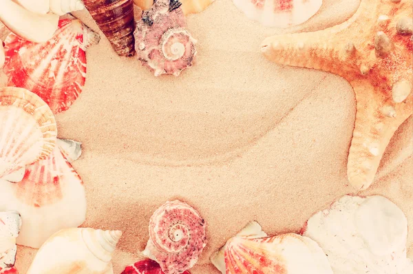 Vintage  summer background.closeup shell on sandy beach  with pl — Stock Photo, Image