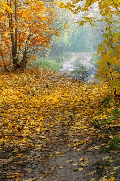 Prairie vide route dans la forêt d'automne, fond naturel — Photo