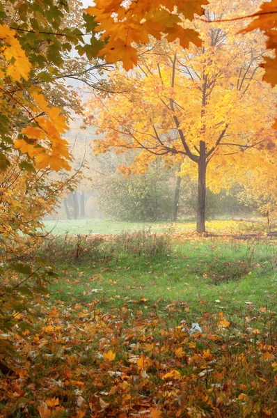 Empty meadow road in autumn forest, natural background