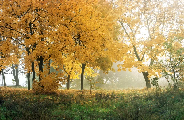 Autumn in sunny forest, natural background — Stock Photo, Image