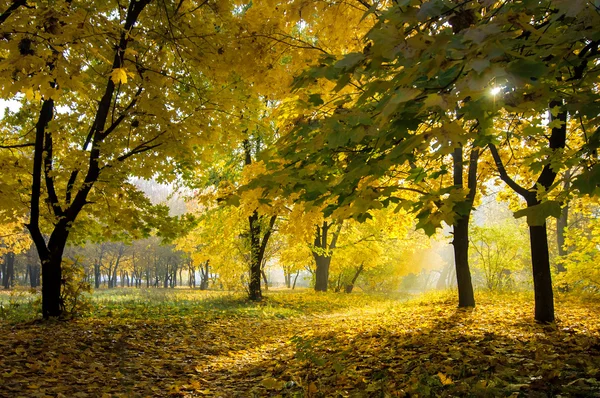 在阳光明媚的森林里，自然背景下的秋天 — 图库照片