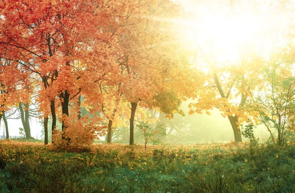 日当たりの良い森、自然な背景の秋 — ストック写真
