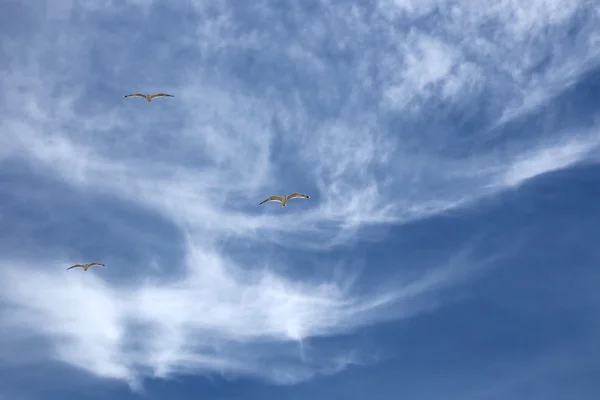 Three seagulls flying on beautiful cloudy sky, natural backgroun — Stock Photo, Image