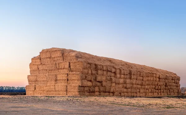 Palheiro após a colheita de trigo, fundo natural — Fotografia de Stock