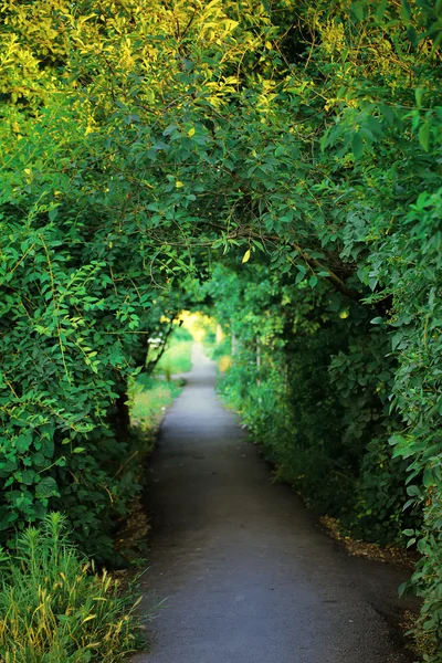 Arbre de ruelle — Photo