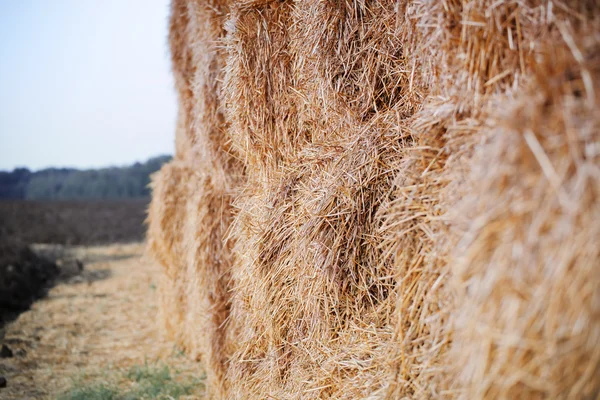 Primo piano pagliaio dopo la raccolta del grano, backgroun naturale — Foto Stock