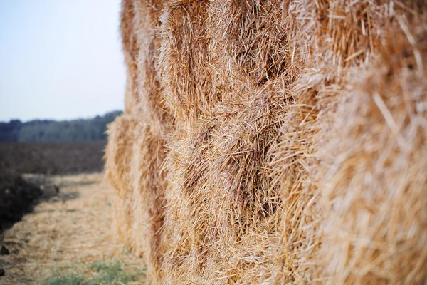 Närbild höstack efter skörd av vete, naturliga bak — Stockfoto