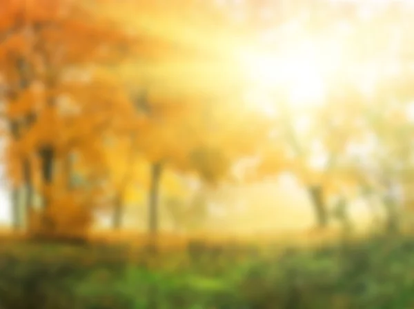 抽象的自然背景，秋在阳光明媚的森林 — 图库照片