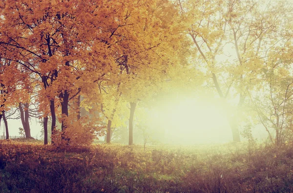 Outono na floresta ensolarada, fundo natural com efeito instagram — Fotografia de Stock