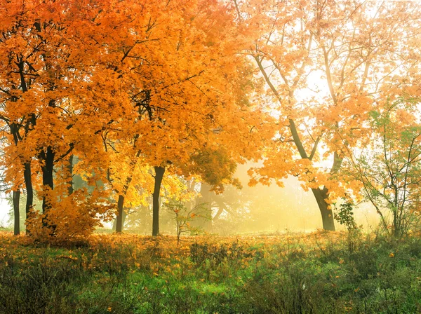 Outono na floresta ensolarada, fundo natural — Fotografia de Stock