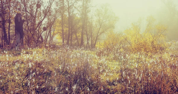 Vroege ochtend herfst landschap, natuurlijke achtergrond met instagra — Stockfoto