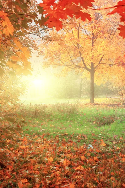 Farbenfrohe Herbstlandschaft mit gelben Bäumen und fallenden Blättern, — Stockfoto