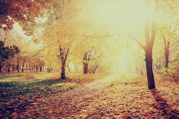 Colorful autumn landscape with yellow trees and sun, natural background, instagram effect