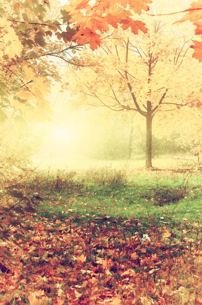 Красочный осенний пейзаж с желтыми деревьями и падающими листьями , — стоковое фото