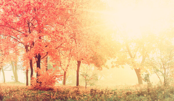 Autumn in sunny forest, natural background with vintage effect