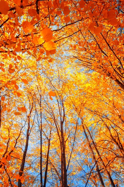 Branche d'arbre aux feuilles dorées, fond d'automne — Photo