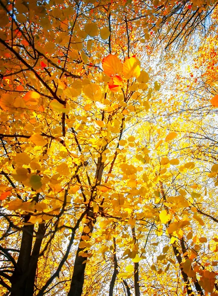 Tree branch with golden leaves, autumn background — Stock Photo, Image