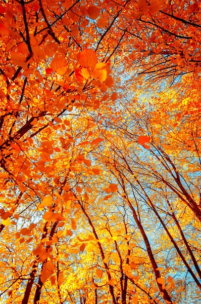 Tree branch with golden leaves, autumn background — Stock Photo, Image