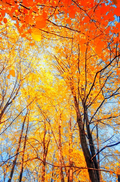 Ramo d'albero con foglie dorate, sfondo autunnale — Foto Stock