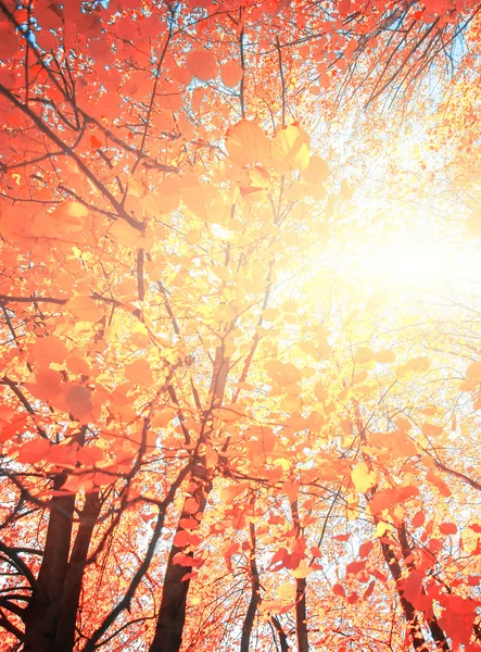 Ramo d'albero con foglie dorate, sfondo autunnale — Foto Stock