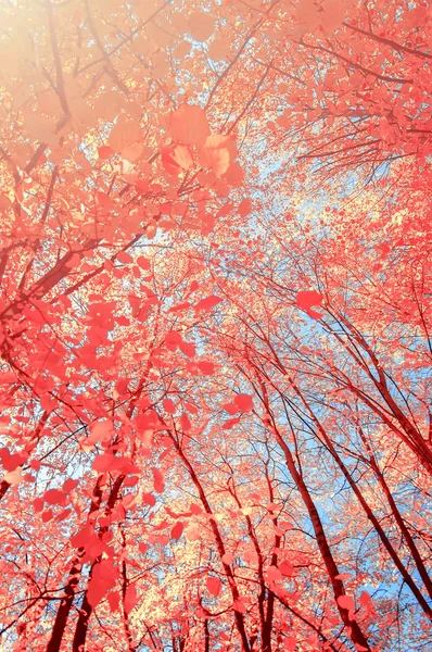 Ramo d'albero con foglie dorate, sfondo autunnale — Foto Stock