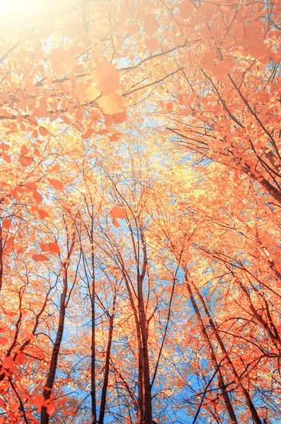 Ramo d'albero con foglie dorate, sfondo autunnale — Foto Stock