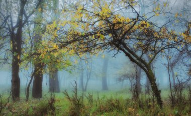 sisli ormanı, sonbahar manzara ağacında sihirli renkler