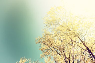 Altın yapraklarla vintage sonbahar arka plan ağaç dalı